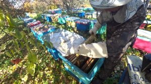 СМЕНА МАТОК ПОЗДНЕЙ ОСЕНЬЮ, ОДИН ИЗ ЛУЧШИХ СПОСОБОВ ПРИБЛИЖЕН К 100% ПРИЁМА