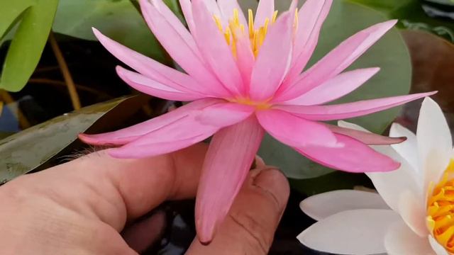 Мой новый гибрид нимфей #36 собственной селекции, цветение от 3.09.2018 г. смотреть онлайн