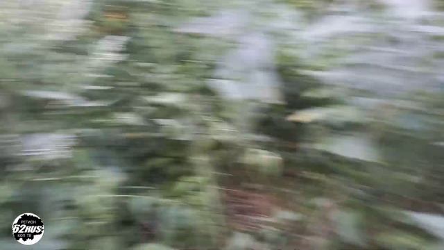 Высокая трава металлокопу не помеха. Тяжёлые плюхи. смотреть онлайн