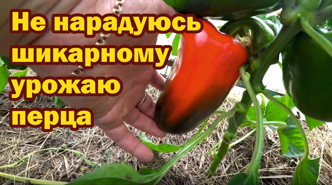 Перец Ламуйо Отзывы Фото Урожайность