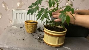 Шефлера: пересадка и уход!