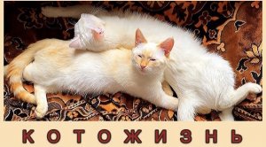 #КОТОЖИЗНЬ выпуск 12 || ЛОВИТЕ ПОРЦИЮ ПУШИСТОЙ НЕЖНОСТИ|| #кошки, коты, котята