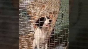 Как приучить собаку к туалету