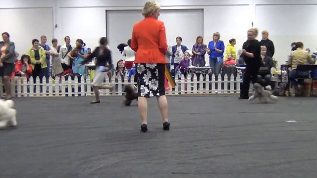 00146XXIII Национальная выставка пуделей 28.05.2017 --БЭСТ тоев смотреть онлайн