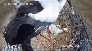 Аист съел своего птенца в гнезде. Оправданная жестокость в природе.