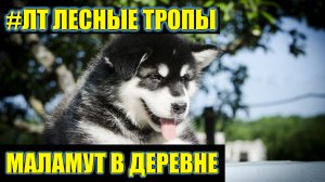 [ЛТ]: Маламут в деревне стоит ли заводить и чего ждать?