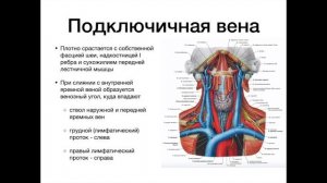 Верхняя полая вена - анатомия сердечно-сосудистой системы (ССС)
