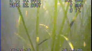 Eelgrass bed off Hope Island