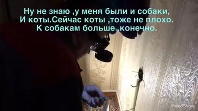 Кто лучше коты или собаки? смотреть онлайн