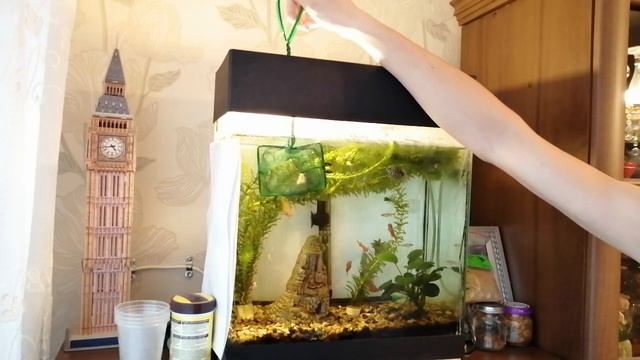 ПОКУПКА РАЗНЫХ МОЛЛИНЕЗИЙ, ШИПОВ ДЬЯВОЛА И РОГАТЫХ УЛИТОК l ОЧЕРЕДНЫЕ НОВИНКИ! смотреть онлайн