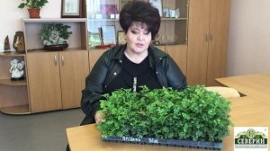 Мультифлора, посадка и уход