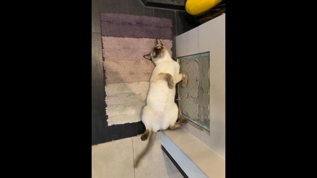 Кот- метроном / Metronome cat (winker) смотреть онлайн