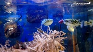 Содержание зеленых тетрадонов в аквариуме.