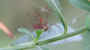 Мир пауков – Паук-сенокосец, Cellar spider