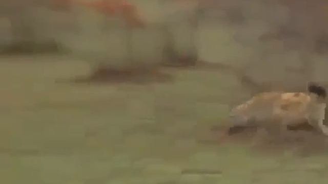 Когда актерское мастерство спасло жизнь))