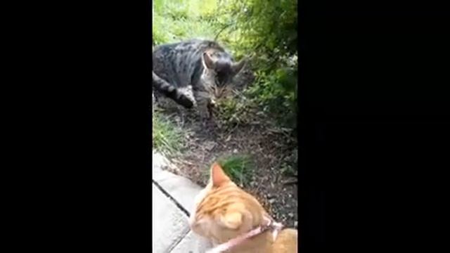 ШОК! ОН ГОВОРЯЩИЙ. ЭТО НЕ ПРОСТО ВЛОГ. КОТ ЗАГОВОРИЛ. СМОТРЕТЬ ДО КОНЦА. смотреть онлайн