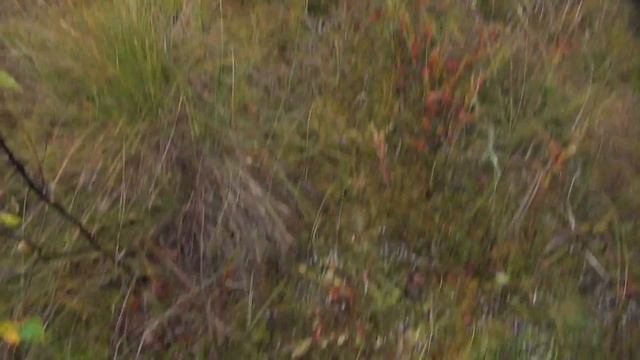 сбор клюквы. так растет клюква. смотреть онлайн