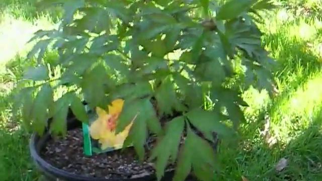 May Flowers смотреть онлайн