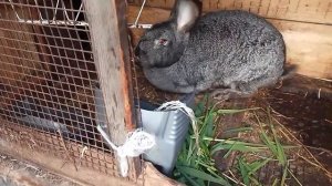 ОКРОЛ у крольчихи.СКОЛЬКО может выкормить крольчиха крольчат.Как выглядят 3-х недельные крольчата.