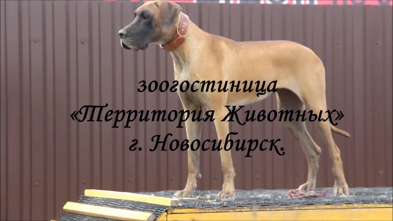 Зоогостиница в Новосибирске. «Территория Животных»