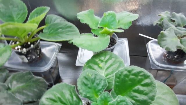 Обзор фиалок на стеллаже. Фиалки от листочка до цветочка. Путь новичка. 24 серия. смотреть онлайн