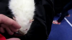 Крысы | Выставка грызунов "Усатые звёзды" (Москва 05.12.15)