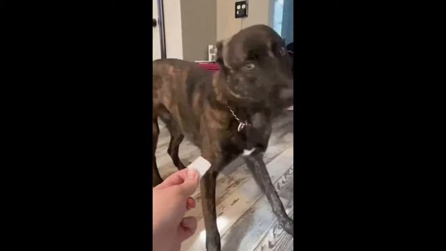 Подборка милых и смешных животных. Смотрим всей семьей, давно так не смеялись. Юмор, животные №3 смотреть онлайн