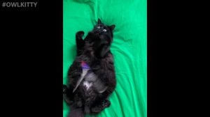 Jaws + Cat (OwlKitty Behind the Scenes)