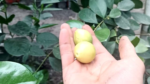 Гуаява або Псидіум земляничний смотреть онлайн