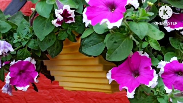 Dhero sare ful pane ke liye Petunia plant ki dekh rekh kaise hona chahiye... смотреть онлайн