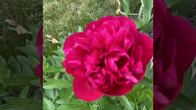 Best Perennial Flowering plant /Peony /Rubra Plena #Shorts