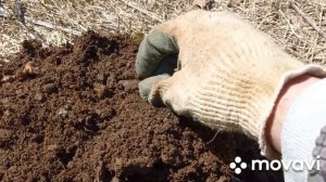 Коп на Сахалине. Копаю японский старинный инструмент.