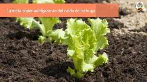 La dieta súper adelgazaste? del caldo de LECHUGA? ¡En 7 días 7 kilos menos!