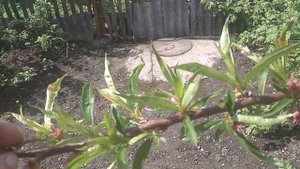 Защита персика