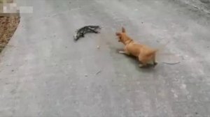 Большая Ящерица нападает на Собаку