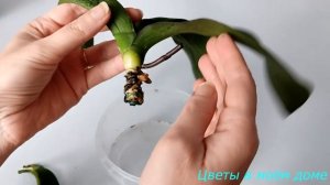 ОРХИДЕЯ КАК ТРЯПОЧКА// РЕАНИМАЦИЯ №1