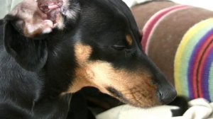 Что может быть лучше таксы? Только две таксы). Ая и Ева