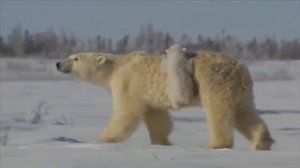 НЕВЕРОЯТНАЯ ЖИЗНЬ БЕЛЫХ МЕДВЕДЕЙ