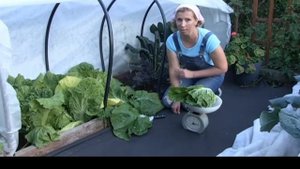 Капуста сорт ОРАНЖ МИНИ