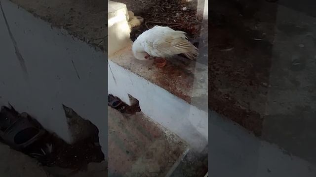 чистим пёрышки смотреть онлайн