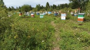 Положение на пасеке, 19 июля, кочевая пасека №1, Пасека Старчевских