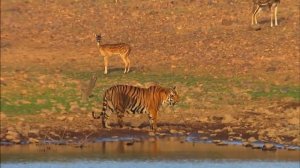 Тайны дикой природы Индии -  Хищники джунглей