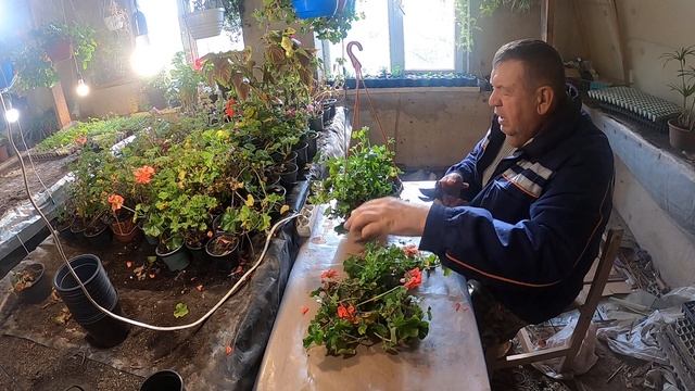 Пеларгония плющелистная - где и как зимует. Мой опыт.