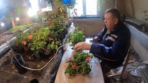 Пеларгония плющелистная - где и как зимует. Мой опыт.