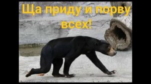МЕДВЕДЬ ! -ВЕСНА ! -  ХОМЯК !.mp4