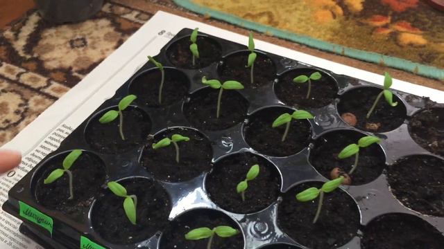 Уход за рассадой помидоров смотреть онлайн