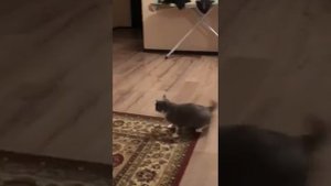 Спаривание (вязка кошки)
