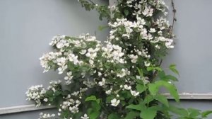 Белая ежевика Полар Берри. Поразительная урожайность.