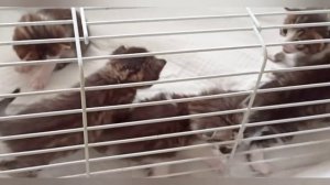 выкармливаем новорожденных котят