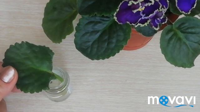 РАЗМНОЖЕНИЕ ФИАЛОК./Фиалки Размножение Листом.//Пошагово. Новичкам!!!